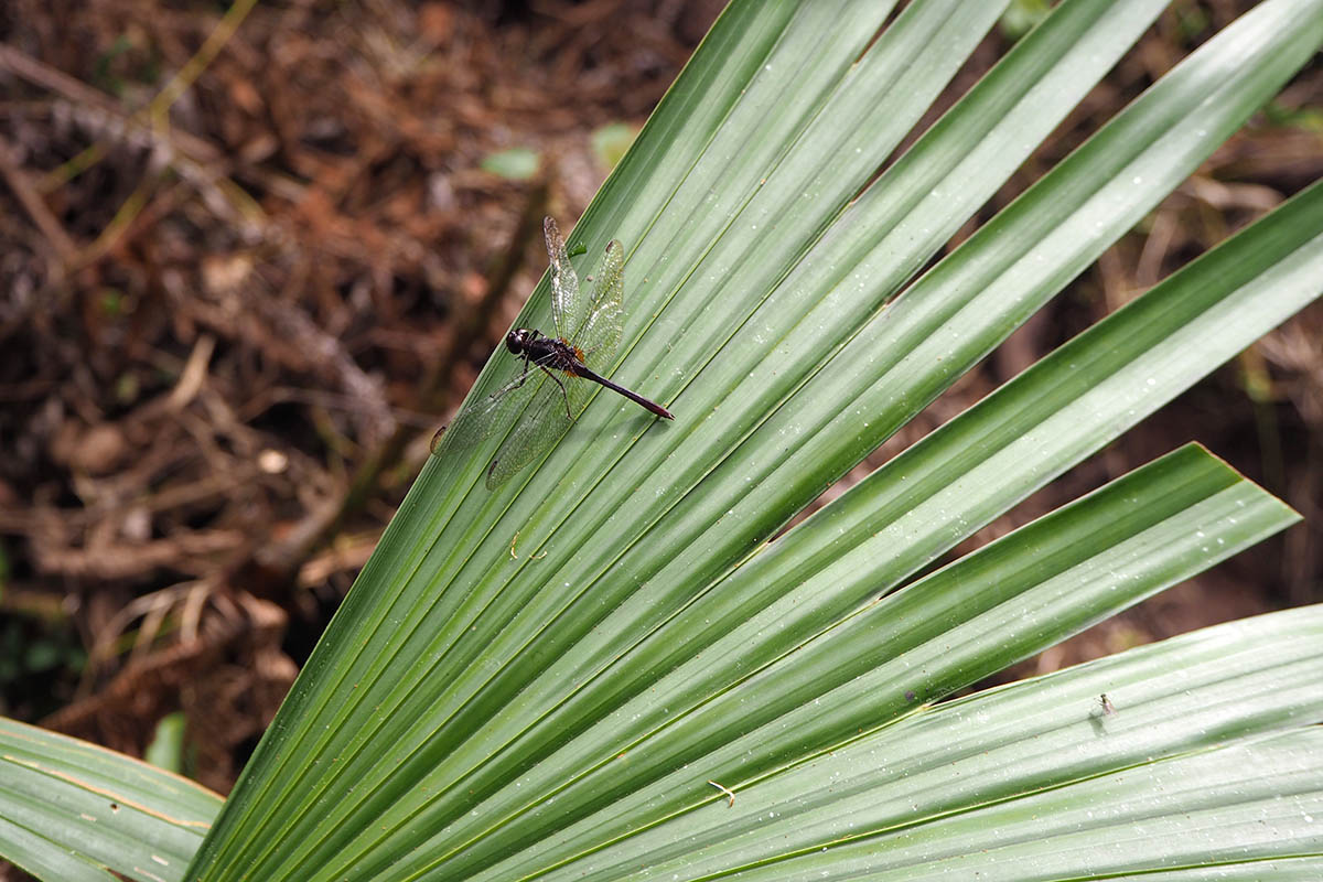 Ecuador Amazonas – große Libelle