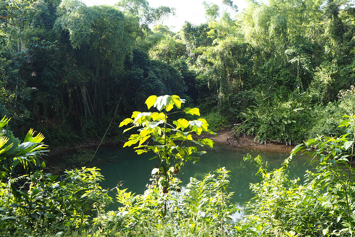 Lagune im Regenwald in Ecuador