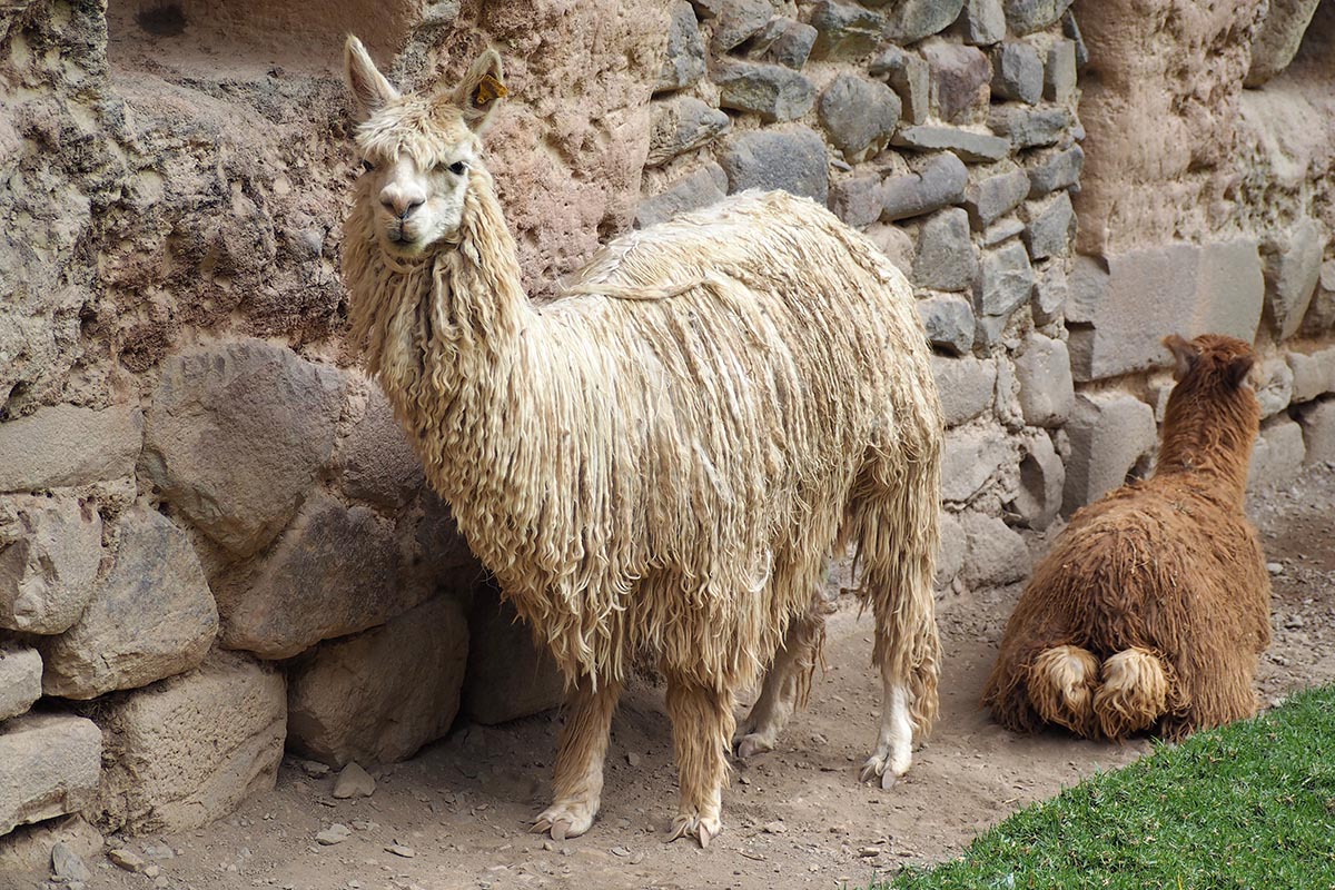 Festung von Ollantaytambo im Heiligen Tal