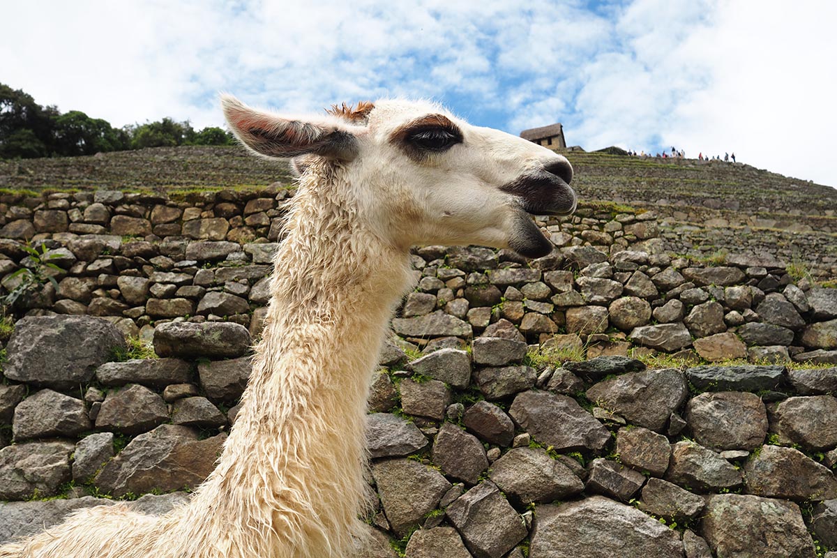 Lama in Machu Picchu
